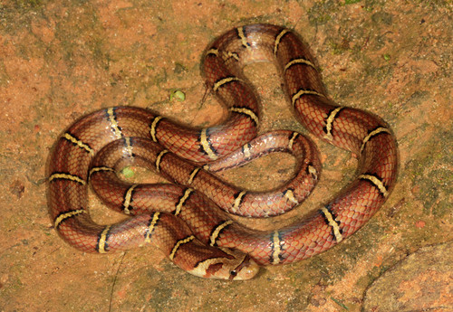 Oligodon albocinctus