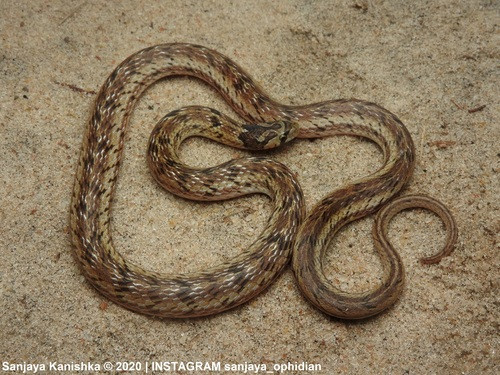 Oligodon taeniolatus