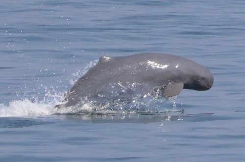 Orcaella brevirostris