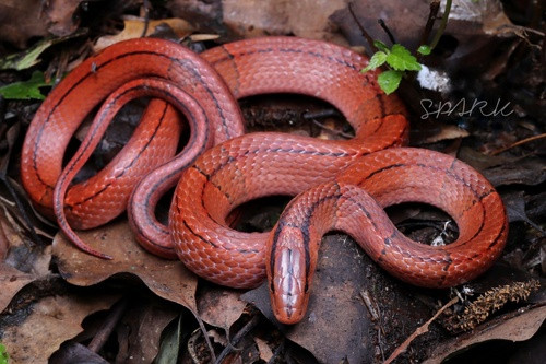 Oreocryptophis porphyraceus