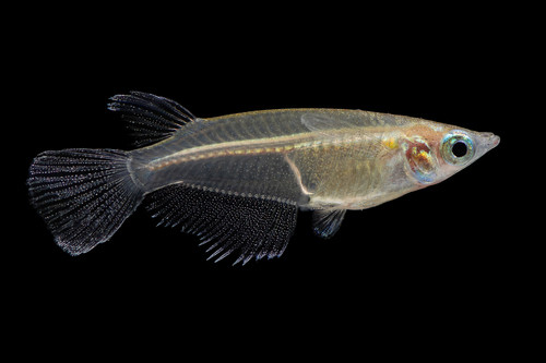 Oryzias dancena