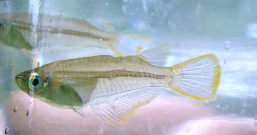 Oryzias melastigma