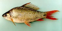 Osteochilus hasseltii