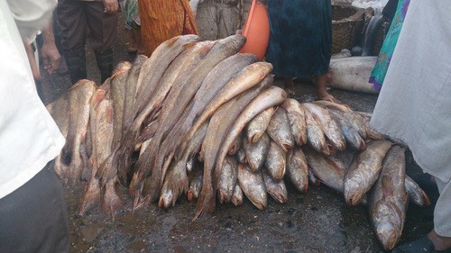 Otolithoides biauritus