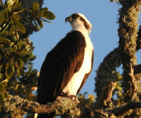 Pandion haliaetus