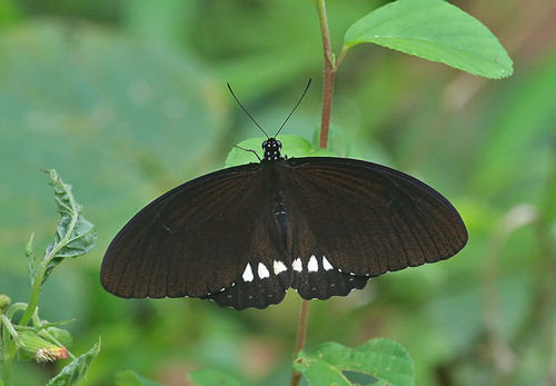 Papilio castor