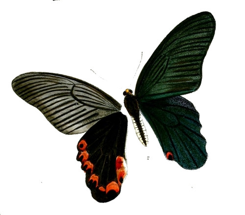 Papilio elephenor