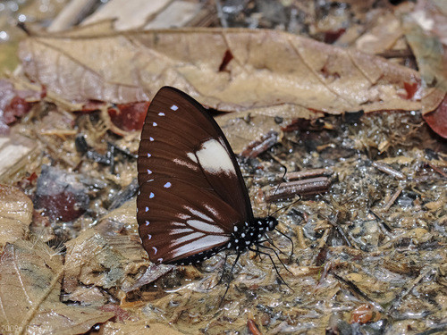 Papilio paradoxa