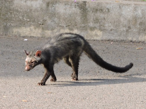 Paradoxurus hermaphroditus