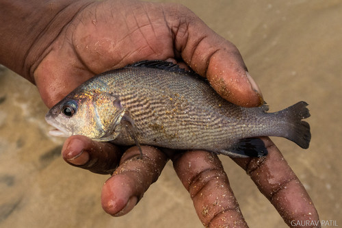 Paranibea semiluctuosa