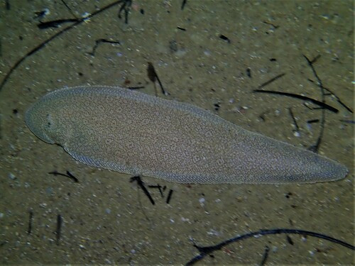 Paraplagusia bilineata