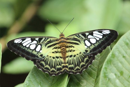 Parthenos sylvia