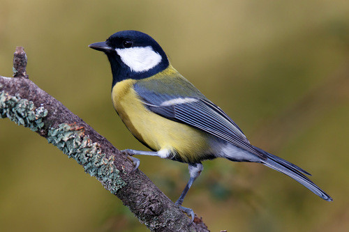 Parus major
