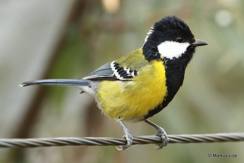 Parus monticolus