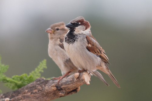 Passer domesticus