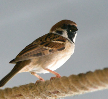 Passer montanus