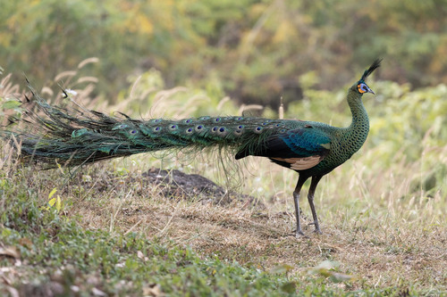 Pavo muticus