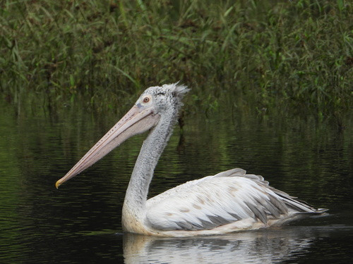 Pelecanus philippensis