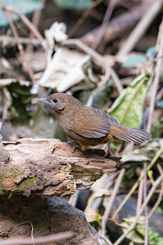 Pellorneum albiventre