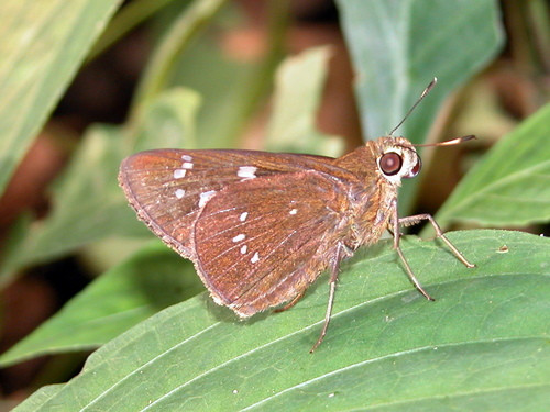 Pelopidas assamensis