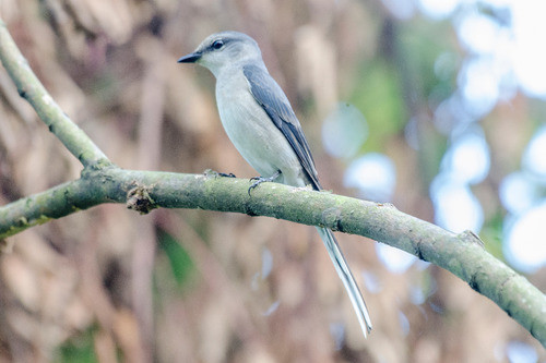 Pericrocotus cantonensis