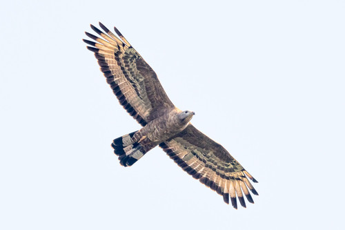 Pernis ptilorhynchus