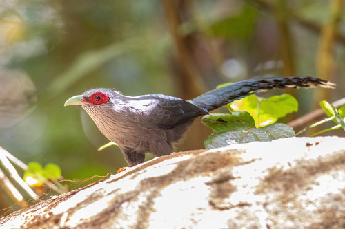 Phaenicophaeus tristis