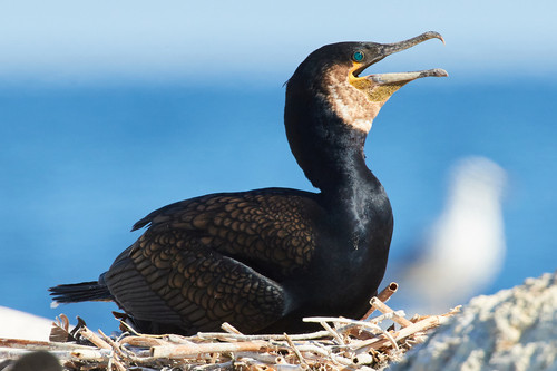 Phalacrocorax carbo