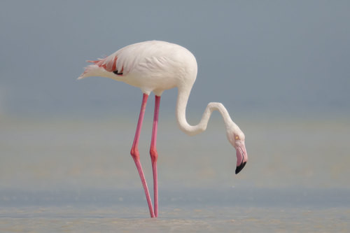 Phoenicopterus roseus