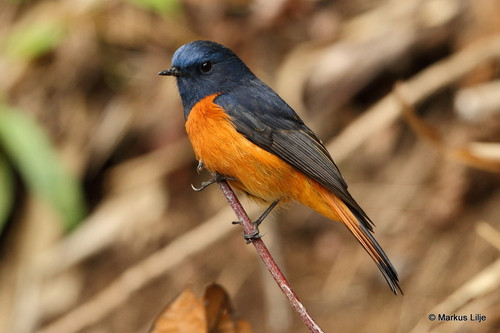 Phoenicurus frontalis