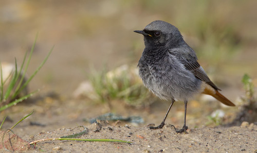 Phoenicurus ochruros