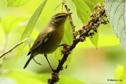 Phylloscopus affinis