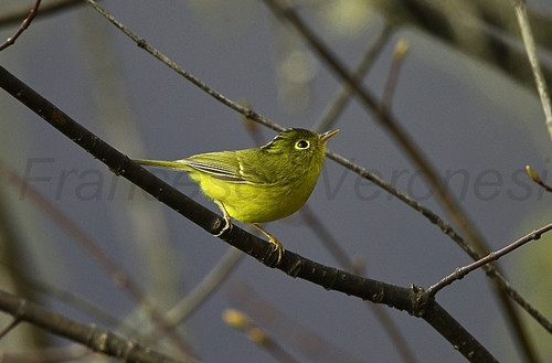Phylloscopus burki
