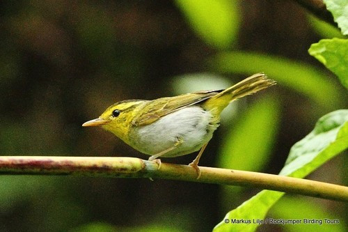 Phylloscopus cantator