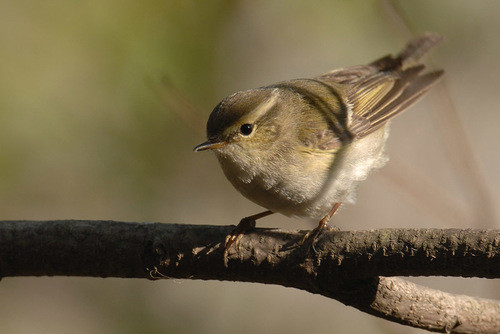 Phylloscopus inornatus