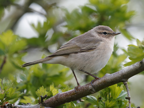 Phylloscopus tristis