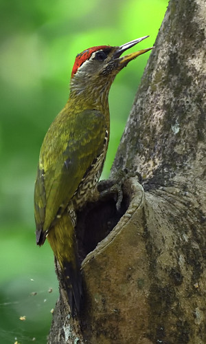 Picus xanthopygaeus