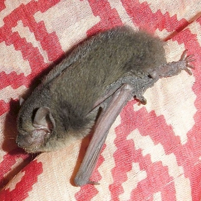Pipistrellus coromandra