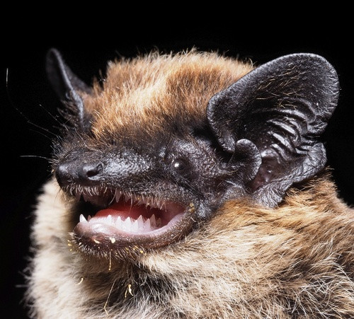 Pipistrellus savii