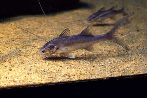 Polynemous paradiseus