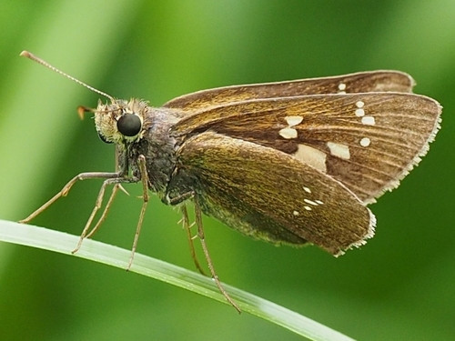 Polytremis lubricans