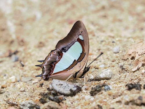 Polyura arja