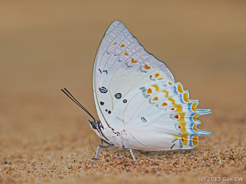 Polyura delphis