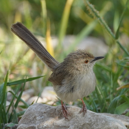 Prinia gracilis