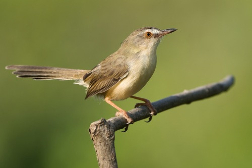 Prinia inornata