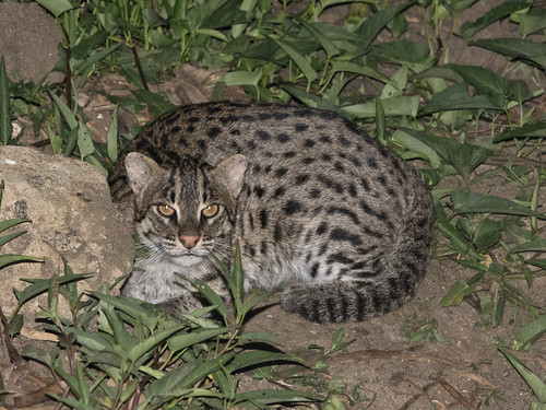 Prionailurus viverrinus