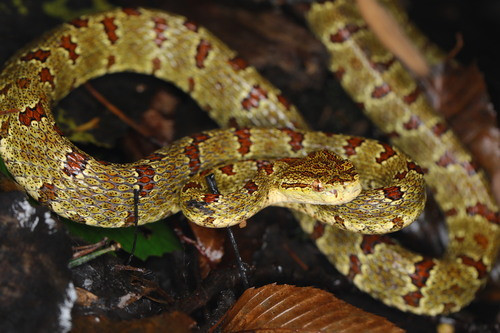 Protobothrops jerdonii