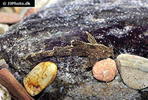 Pseudolaguvia ribeiroi