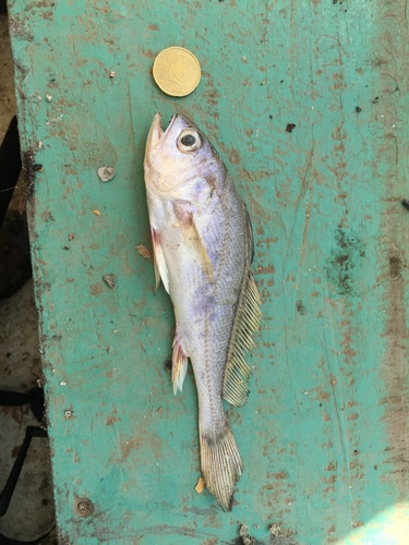 Pseudotolithus elongatus