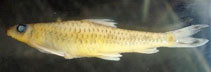 Psilorhynchus gracilis